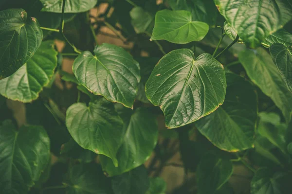 Hojas verdes de plantas tropicales, jungla verde fondo de verano — Foto de Stock