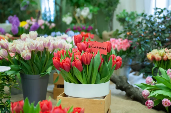 Elegante ramo de tulipanes rojos variedad Surrender. Espectáculo de flores —  Fotos de Stock