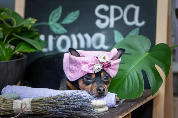 pet relaxing in spa wellness . Dog in a turban of a towel