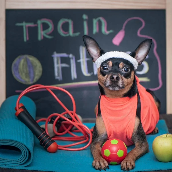 Pet Fitness , spor ve yaşam tarzı kavramı. 