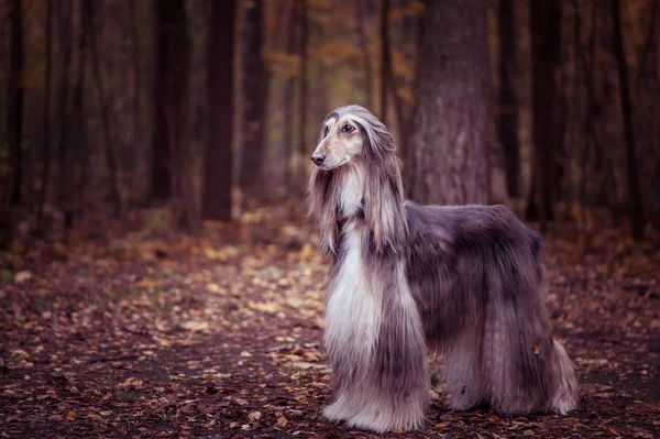 Собака Великолепная Афганская Гончая Полноразмерный Портрет Фоне Осеннего Леса Пространство — стоковое фото