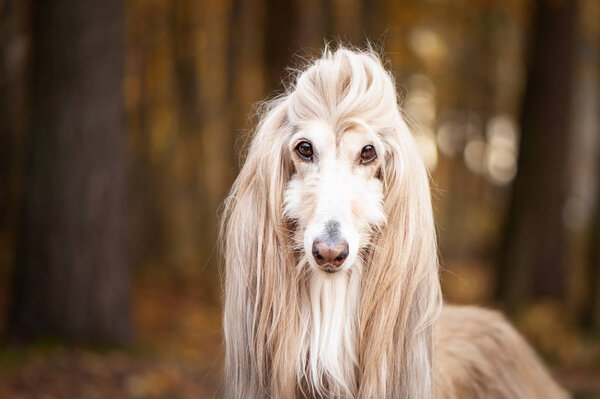 Dog, gorgeous Afghan hound, portrait, against the background of the autumn forest, space for text