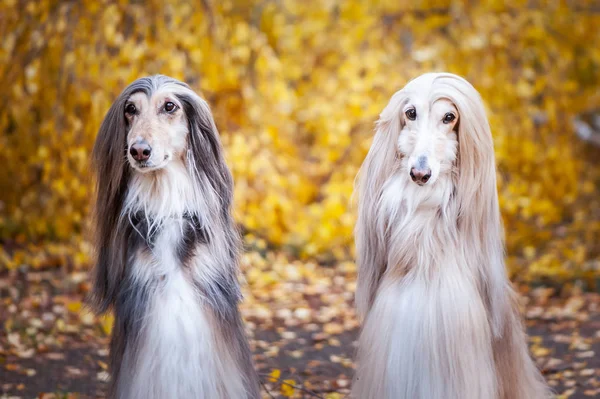 Two Dogs Beautiful Afghan Greyhounds Portrait Background Autumn Forest Looking — Stock Photo, Image