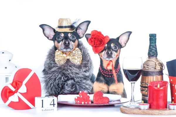 Luxurious couple of two dogs is sitting at the table. — Stock Photo, Image