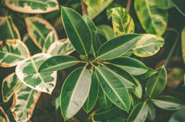 Tropik bitkiler ficus arka plan, çiçekçilik teması