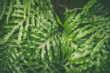 Tropikal fern bitkilerin yeşil orman yaz backg yeşil yaprakları