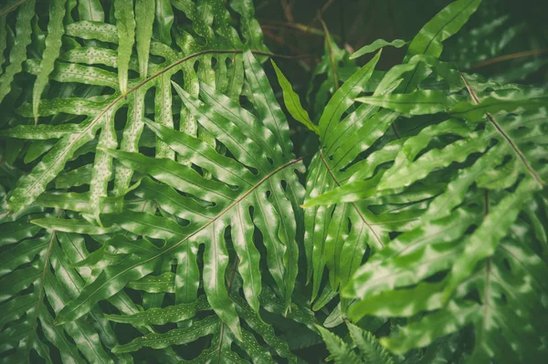 Hojas verdes de plantas de helechos tropicales, jungla verde backg verano — Foto de Stock