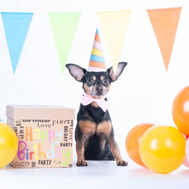 Şirin köpek, parti şapkalı köpek ve hediyeli bir kutu..