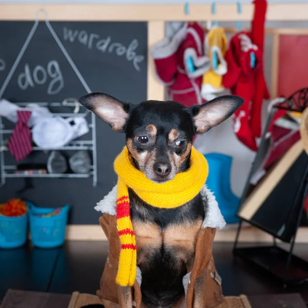 Konzeptlosigkeit, Porträt eines niedlichen Hundes mit Kleiderschrank — Stockfoto