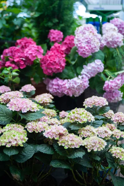 Hortênsia rosa em vasos em uma loja, loja de flores, jardinagem — Fotografia de Stock