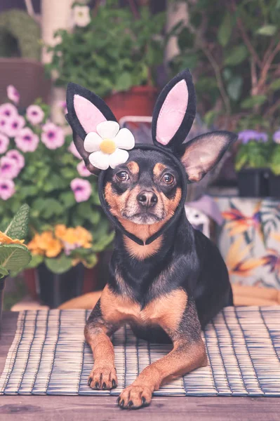 Um cão vestido como um coelho da Páscoa em um chapéu e cachecol — Fotografia de Stock