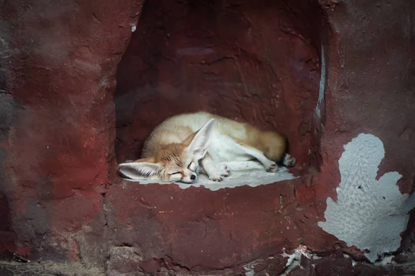 Bonito sono fennec fox (Vulpes zerda). Pouco engraçado raposa em th — Fotografia de Stock