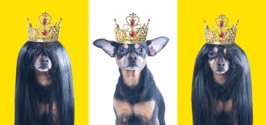 Taçlı, izole edilmiş, set halinde üç adet köpek portresi. Köpekler kraldır, prensler konsepttir.. 