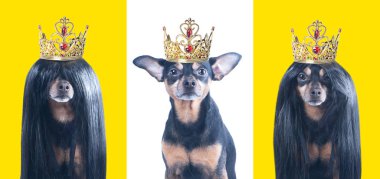 Three stylish portraits of dogs in crowns, isolated, set.  Dogs are kings, princes are concept.  clipart