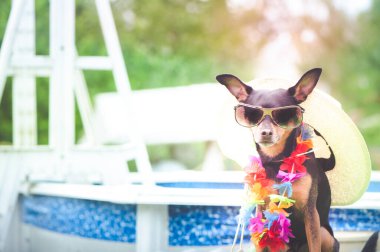 Yaz ve dinlenme teması. Gözlüklü komik köpek ve havuz başında bir şapka dinleniyor, kameraya bakıyor