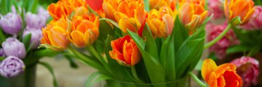 Fresh spring  colorful  tulip flowers banner. Lot of multicolored tulips bouquets.  Hello Spring and  Woman day concepts