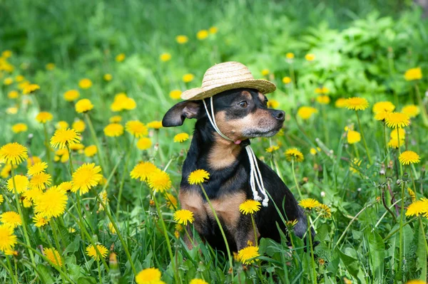 Schattige Puppy Hond Een Stro Hoed Omgeven Door Lente Gele — Stockfoto