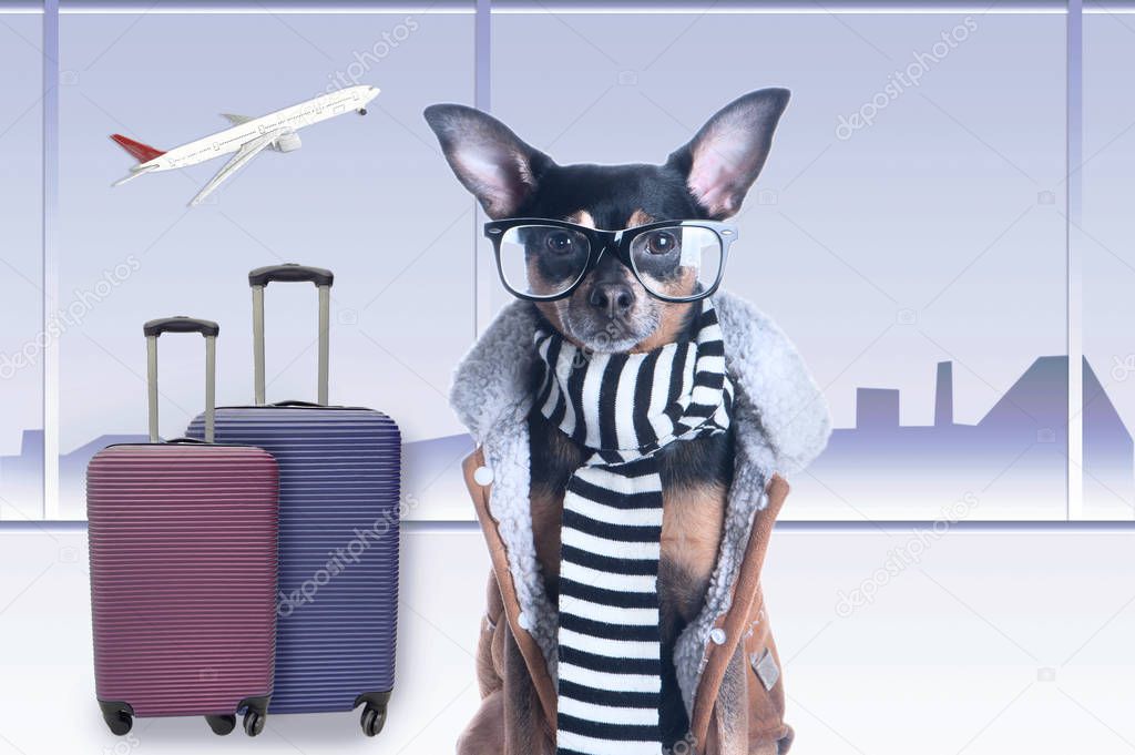 Cute dog at the airport with suitcases, animals travel theme, transporting dogs on an airplane