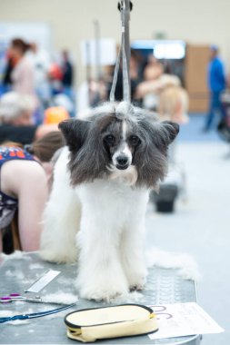 Köpek gösterisinde kaniş, masada tımar.