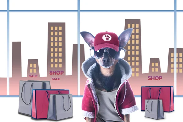 犬ショッピングのコンセプトと販売 都会やお店を背景にしたおしゃれな犬やショッピングパッケージ — ストック写真