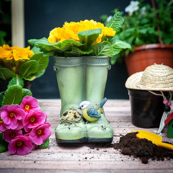 Conceito Jardinagem Verão Primavera Harmonia Beleza Flores Primula Amarelo Ferramentas — Fotografia de Stock