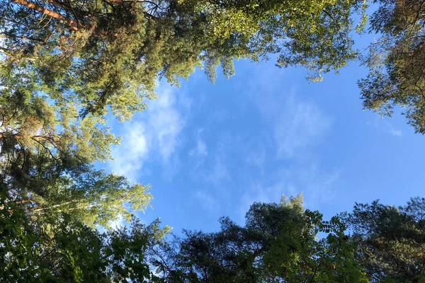 Vinheta Galhos Árvore Verde Com Céu Azul Espaço Cópia — Fotografia de Stock