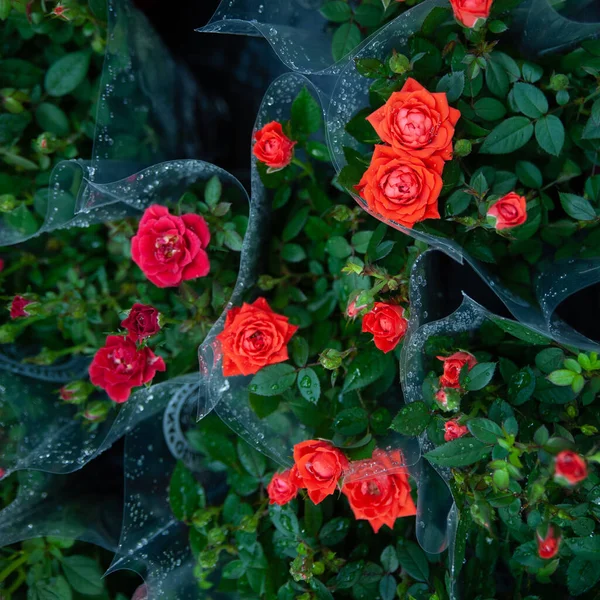 Roses Rouges Dans Les Paquets Boutique Fleurs — Photo