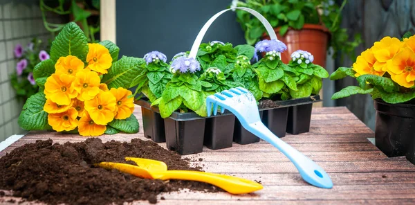 Various Bright Flowers Gardening Tools Planting Planning Concept — Stock Photo, Image