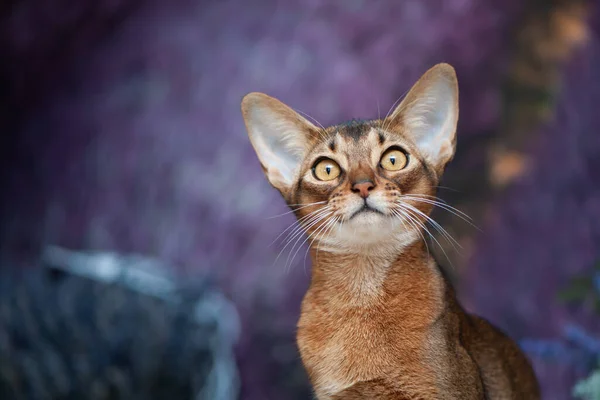 Красивая Абиссинская Кошка Котенок Фоне Лавандового Поля Портрет Крупным Планом — стоковое фото