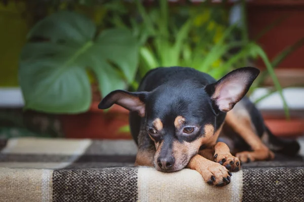 Dog Puppy Sad Studio Portrait Russian Toy Terrier — Stock Photo, Image
