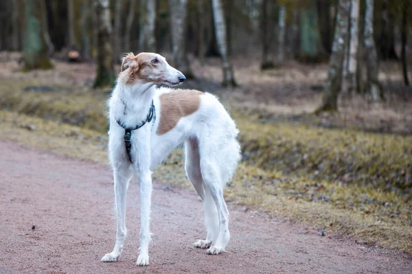 Güzel Bir Rus Tazısının Portresi Borzoi Köpeği Bahar Parkına Bakıyor — Stok fotoğraf