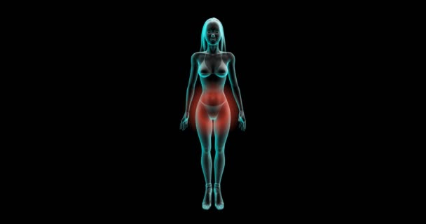 Douleurs menstruelles féminines, douleurs abdominales. Animation du centre de douleur. Image féminine aux rayons X sur fond noir .