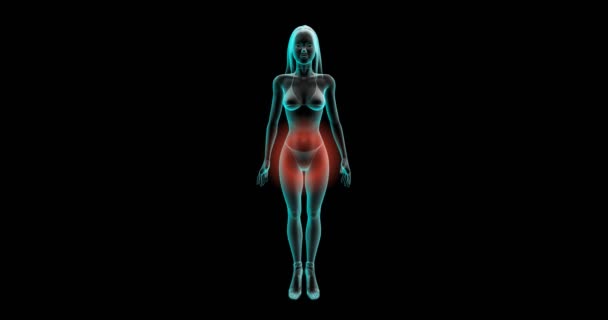 Douleurs Menstruelles Féminines Douleurs Abdominales Animation Centre Douleur Image Féminine — Video