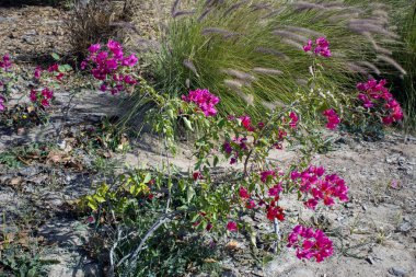 Bahçedeki güzel bitkiler