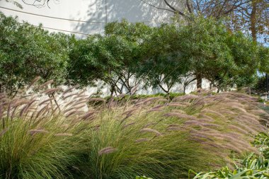 Bahçedeki güzel bitkiler