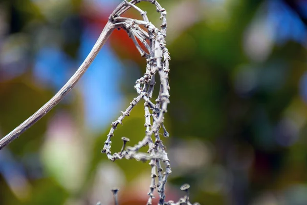 町の美しい植物 — ストック写真