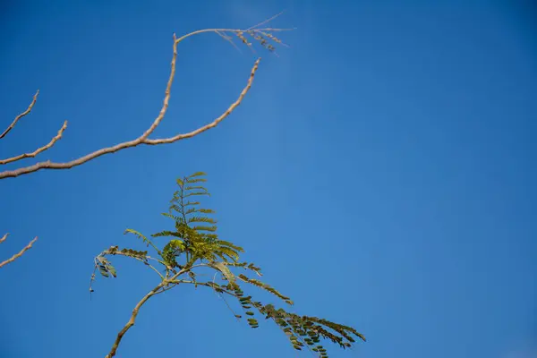 Vackra Växter Stan — Stockfoto