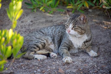 New York City Amerika Birleşik Devletleri