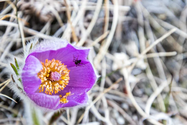 Flowers Nature Purple Flowers — Stock Photo, Image