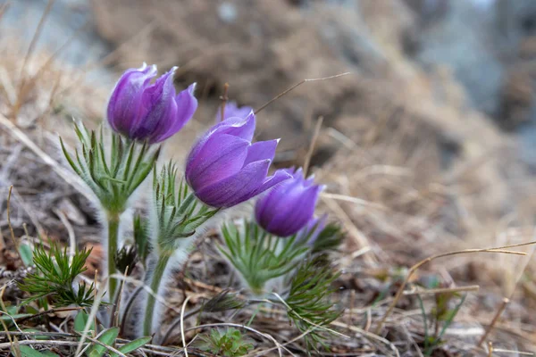 Flowers Nature Purple Flowers — Stock Photo, Image