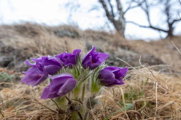 Flores Naturaleza Flores Púrpuras — Foto de Stock