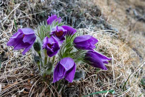 Flowers Nature Purple Flowers — Stock Photo, Image