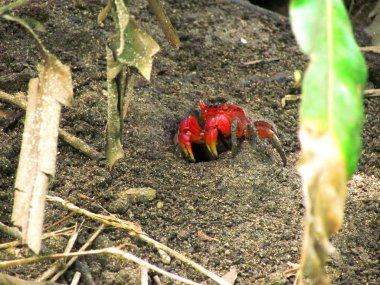 Seyşeller Mangrove Crab