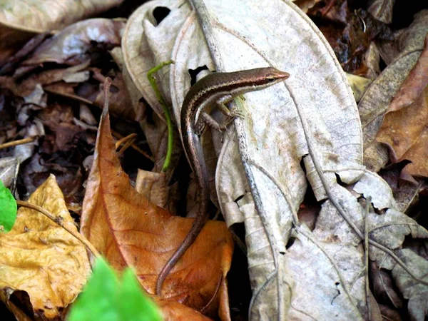 Сейшельська коричневий ящірка — стокове фото