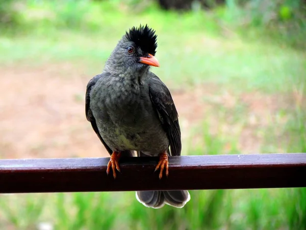 Seychelles Bulbul Bird — Stock Photo, Image