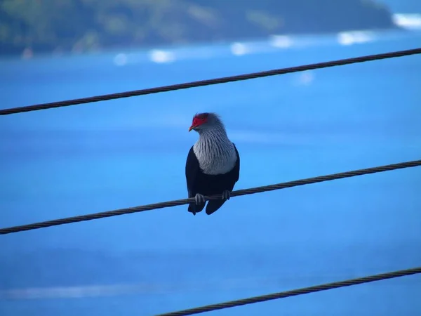 Seychelles Perched Bird — Stock Photo, Image