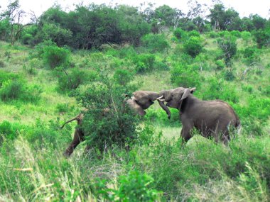 onların şort ile oynarken filler