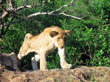 Kayanın üzerinde uzanan aslan yavrusu