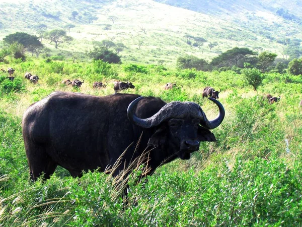 Wildebeest Nella Parte Anteriore Della Mandria — Foto Stock