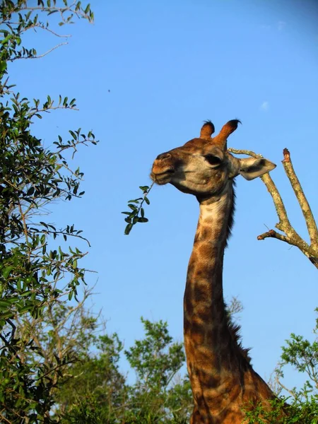 Girafa Ocupada Almoçando — Fotografia de Stock